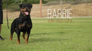 THE CALIFORNIA ROTTWEILER THAT SHOCKED THE GERMANS AT 2015 NATIONAL SEIGER SHOW [upl. by Fauver]