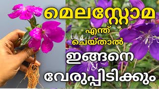 Melastoma rootingമെലസ്റ്റോമ വേരുപിടിപ്പിക്കാംhow to grow MELASTOMA from cutting Malayalam [upl. by Bowyer242]