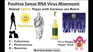 Positive Sense RNA Virus Mnemonic [upl. by Einafats]