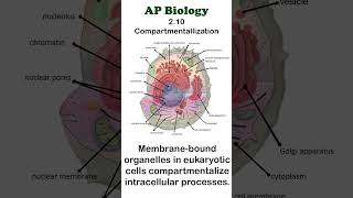 AP Bio  210 Compartmentalization apbiology cellbiology [upl. by Aehtla222]