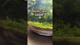 How to Grow a Monte Carlo Carpet funny aquarium plants bowl shrimp aquatic fish [upl. by Ammadis]