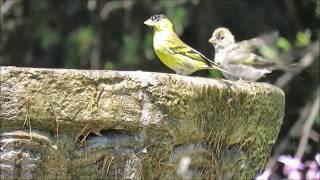 Blackchinned Siskin Spinus barbatus  Jilguero austral  Cementerio Parque del Recuerdo CHILE [upl. by Livesay]