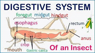 Respiration and Circulation in Gastropods  phylum Mollusca Class Gastropoda Bs Zoology [upl. by Eiryt15]