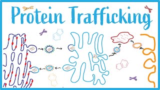 Protein Trafficking ICell Disease Clathrin Vesicular Transport amp Protein Modifications [upl. by Taft453]