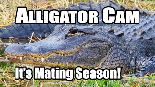 Alligator Cam Mating Season in the Florida Everglades at Alligator Lake [upl. by Gavan869]