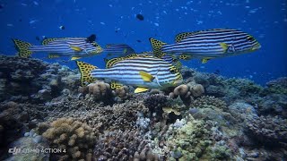 Maldives  freediving Embudu Village [upl. by Cahan463]