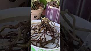 Tips to revive a dry orchid root system howtogroworchids orchids [upl. by Yelsew]