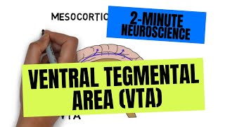 2Minute Neuroscience Ventral Tegmental Area VTA [upl. by Maureene]