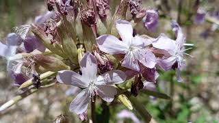 Saponaria officinalis a planta sabão [upl. by Cusack]