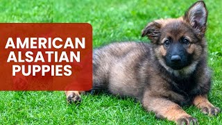 Where to Find American Alsatian Puppies for Sale [upl. by Notsgnal]