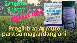 SYNGENTA NK5017  SPRAY NG FOLIAR PROGIBB AT ARMURE FUNGICIDE [upl. by Akineg]