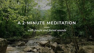 A 2MINUTE MEDITATION with the sound of the jungle and forest [upl. by Llenaj]