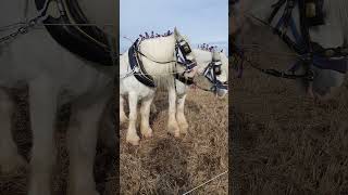 Traditional Horse Ploughing at the 73rd British National Ploughing Championships 13th October 2024 [upl. by Vashtia]