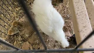 2 hens 5 chicks New Big Fam Twins not blending Ouch Is this norm Powder Puff Flock silkies chicks [upl. by Adiam108]