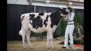 ON Spring Discovery Holstein Heifer Show 2018 [upl. by Nagram]