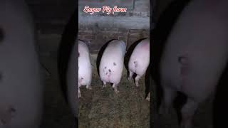 The Viral Sagar Pig Farm Video Explained [upl. by Elag207]