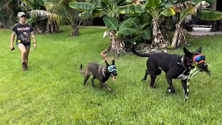 Hunting iguanas with legendary dogs Rambo and Reaper ￼iguana hunting in south Florida [upl. by Weinstein]