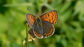 lycaena tityrus 2  butterflies of Greece [upl. by Bannon]