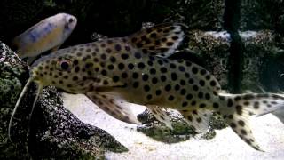 Synodontis Ocellifer upside down catfish [upl. by Bourke]