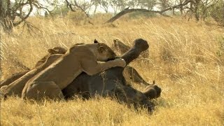 Lion Vs Elephant [upl. by Jeane938]