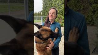 Pies K9 w domu malinois behawiorysta szkoleniepsow rodzinnypies [upl. by Bunder]