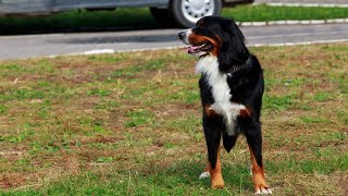 Understanding Bernese Mountain Dogs [upl. by Nilesoj830]