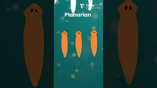 Planaria The Worm That Can Regrow Itself [upl. by Intruoc]