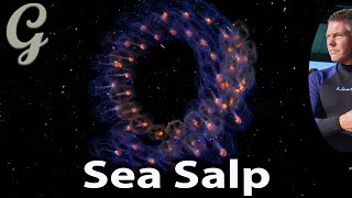 Astonishing Little Underwater Ghost What is a Cool Sea Salp [upl. by Adriana]