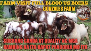 Farm visit Full Blood US Boertara na samahan nyo ako magfarm visitation [upl. by Haddad35]