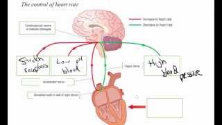 Hormonal and nervous control of heart rate  A2 Science [upl. by Rim301]