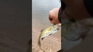 first tiktok at reservoir fishing for smallies fishing bassfishing catskillmountains [upl. by Kaehpos]