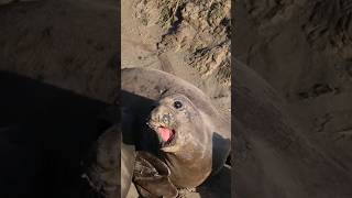 Calmer assortment of elephant seal sounds 🔊 [upl. by Waers]