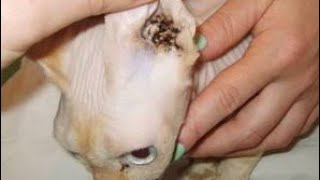 Mites inside cat naturally formed clean your cats ear before it is too late [upl. by Eustace]