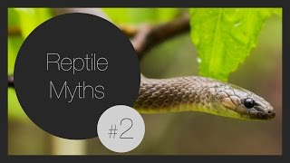 Can NonVenomous Snake Bites Cause Infections [upl. by Llehsem]