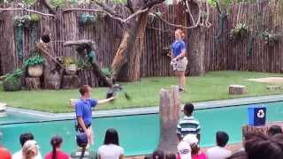 The Bird Show at the Dallas Zoo 2014 [upl. by Danette365]