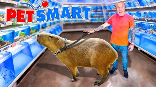 Taking My Capybara to PetSmart [upl. by Bierman]