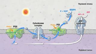 Photosynthesis Part 5 Light Reactions  HHMI BioInteractive Video [upl. by Suoirred]