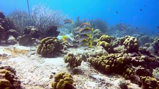 Bonaire  Scuba Diving  Rock Pile Petries Pillar and Small Wall  4k [upl. by Zhang]