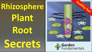 The Rhizosphere 🌲🍄🌴 Secrets to Better Plant Growth and Soil Building [upl. by Kevina356]