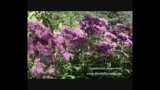 Eupatorium purpurea [upl. by Ynttirb]