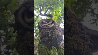 bonsai sampaloc on rock youtubeshorts bonsiatricksandalotmore [upl. by Adeehsar716]