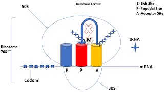 Mechanism of Action  Macrolides  Azithromycin  Clarithromycin  Erythromycin  Animation [upl. by Eeralav]