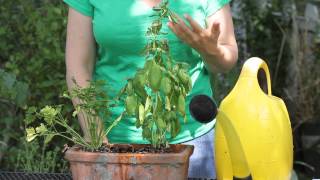 How to Restore Basil After It Starts Wilting  Garden Space [upl. by Atinaujnas]