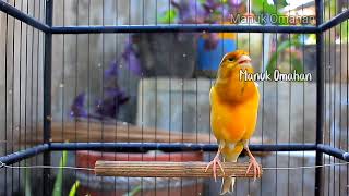 Canary song for mating training of beautiful Belgian canaries 131 [upl. by Nonnad781]