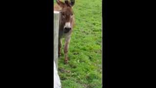 Our donkey Little Timmy Jr [upl. by Aneehc]