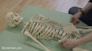 Chest mobility and whole body connection in the supine position on the skeleton model  BONEMANpro [upl. by Llennol]