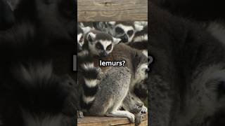 AMAZING Lemur Facts You Didnt Know 🙈 [upl. by Ioj]