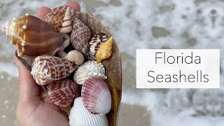 Looking for seashells Florida islands have the best seashells treasures [upl. by Sholeen]