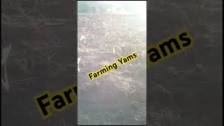 Yam farming Kenya [upl. by Tawney]