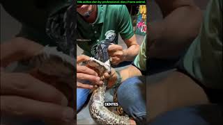 quantos dentes tem uma cobra viralvideo animals comedyvideos titanic facts [upl. by Loren]